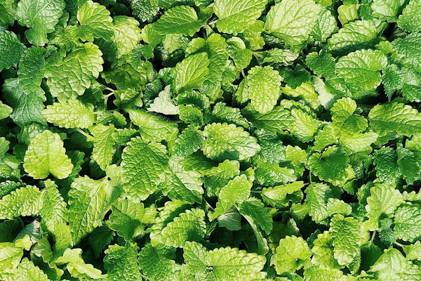 Spearmint Essential Oil - Soothing Effect For The Skin – TreeActiv